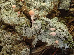 Image of Dibaeis baeomyces (L. fil.) Rambold & Hertel