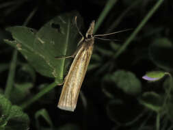 Слика од Crambus perlella Scolopi