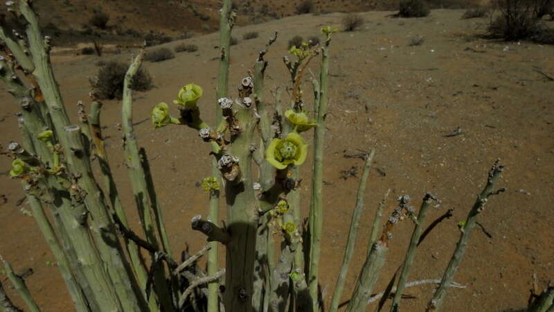 Image of Euphorbia dregeana E. Mey. ex Boiss.