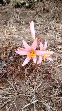 Image of Zephyranthes advena