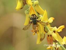 Imagem de Megachile bicolor (Fabricius 1781)