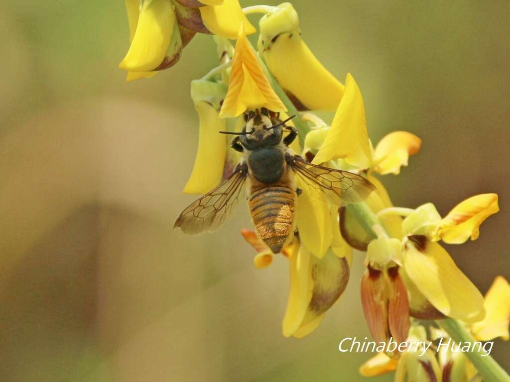 Megachile bicolor (Fabricius 1781)的圖片