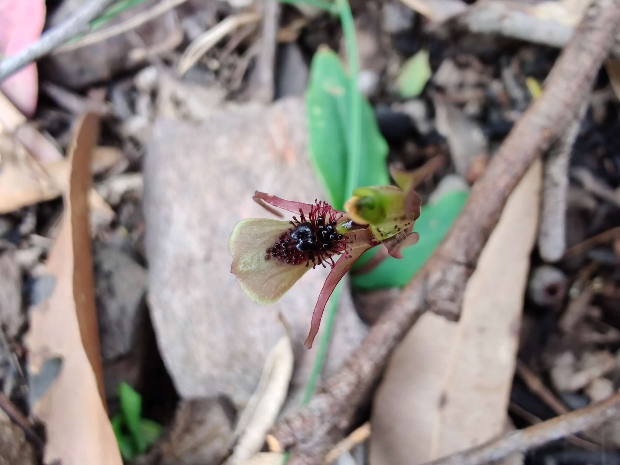 Imagem de Chiloglottis seminuda D. L. Jones