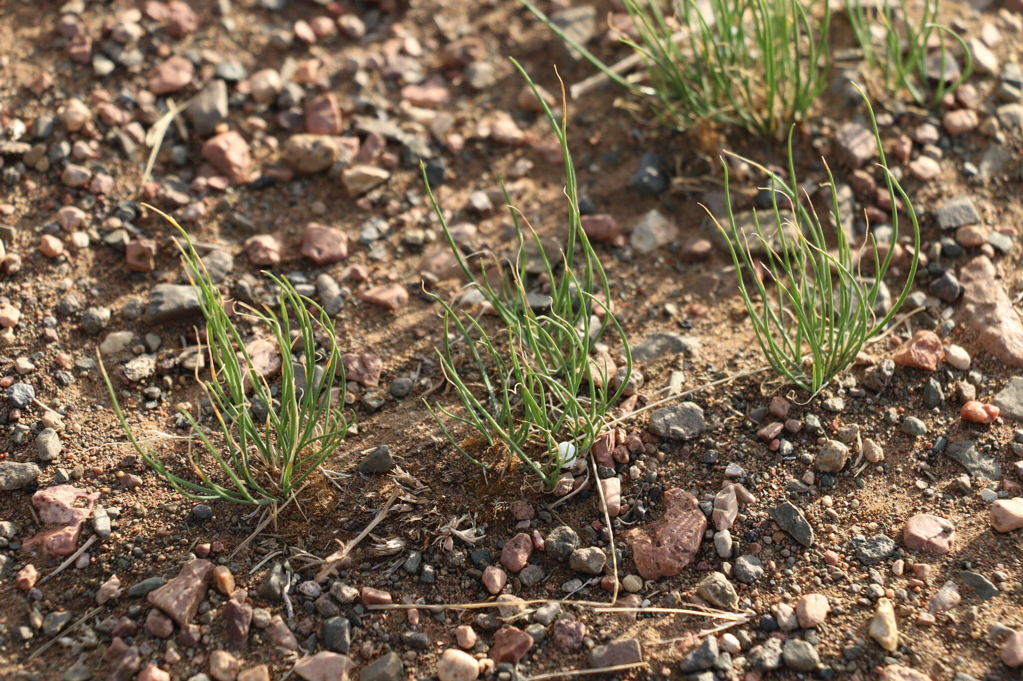 Image of Allium polyrhizum Turcz. ex Regel