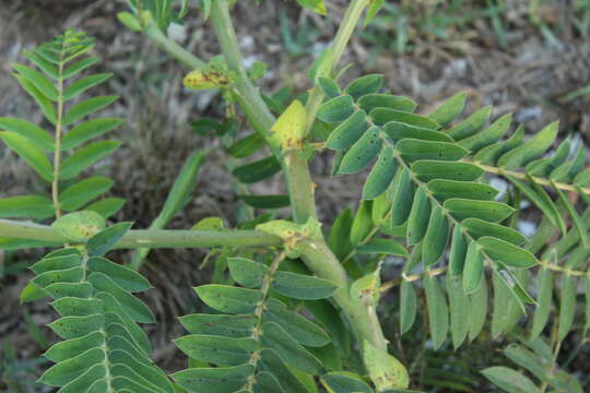 Image de Senna aculeata (Benth.) H. S. Irwin & Barneby