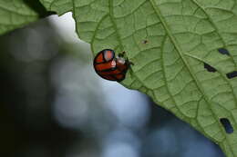 Image of Omaspides (Omaspides) clathrata (Linnaeus 1758)