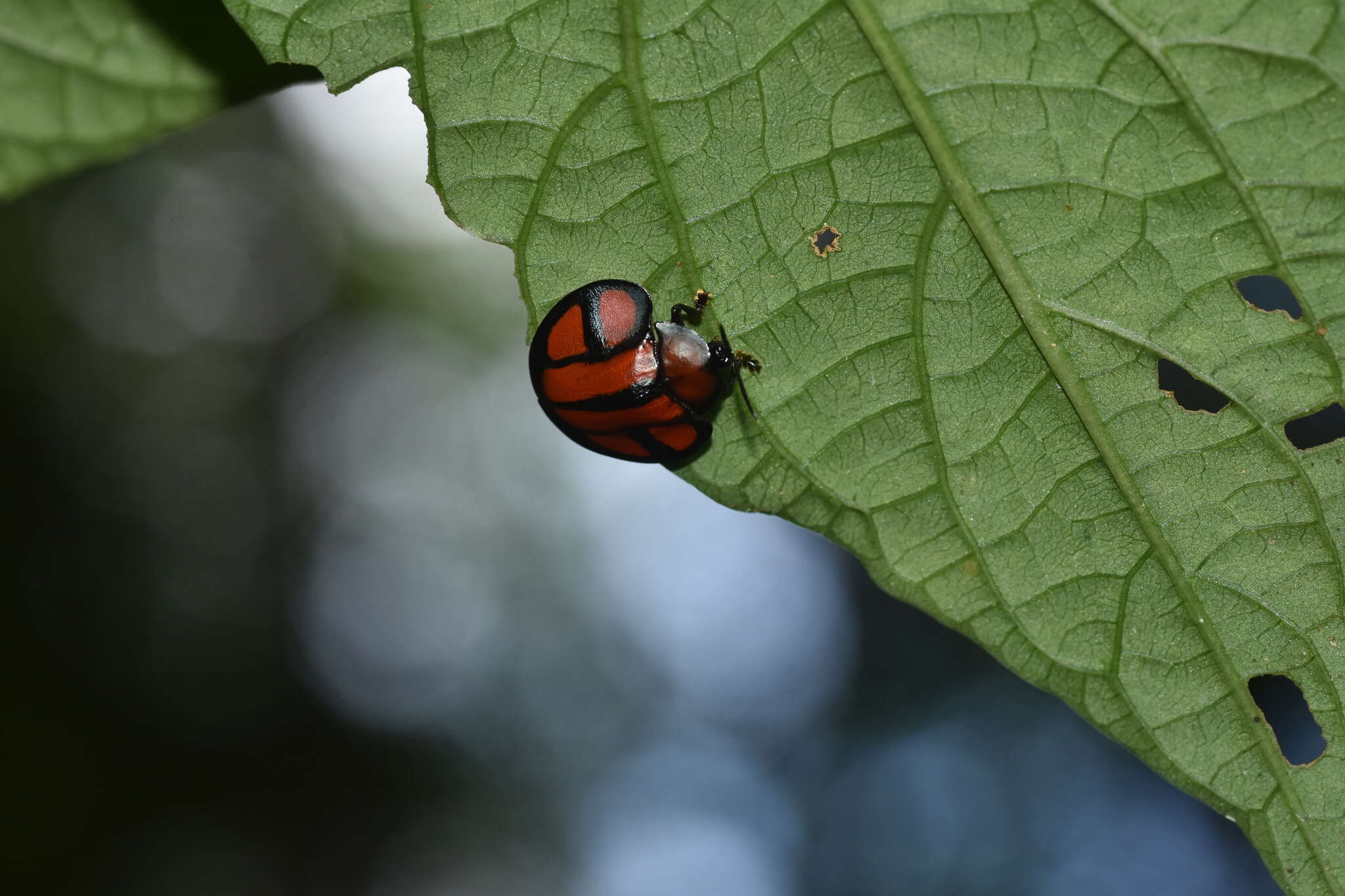 Слика од Omaspides (Omaspides) clathrata (Linnaeus 1758)