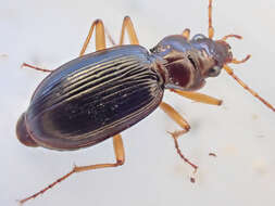 Image of Nebria (Reductonebria) eschscholtzii Ménétriés 1843