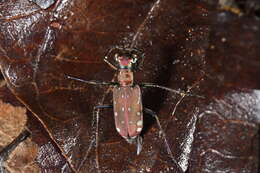 Image of Lophyra (Spilodia) lineifrons (Chaudoir 1865)