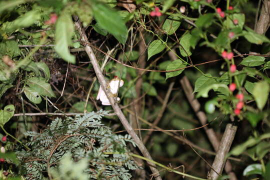 Image of Bright-eyed frog