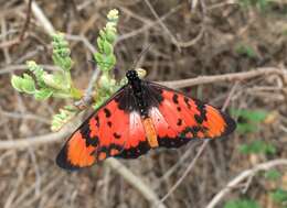 Image de Acraea acara Hewitson 1865