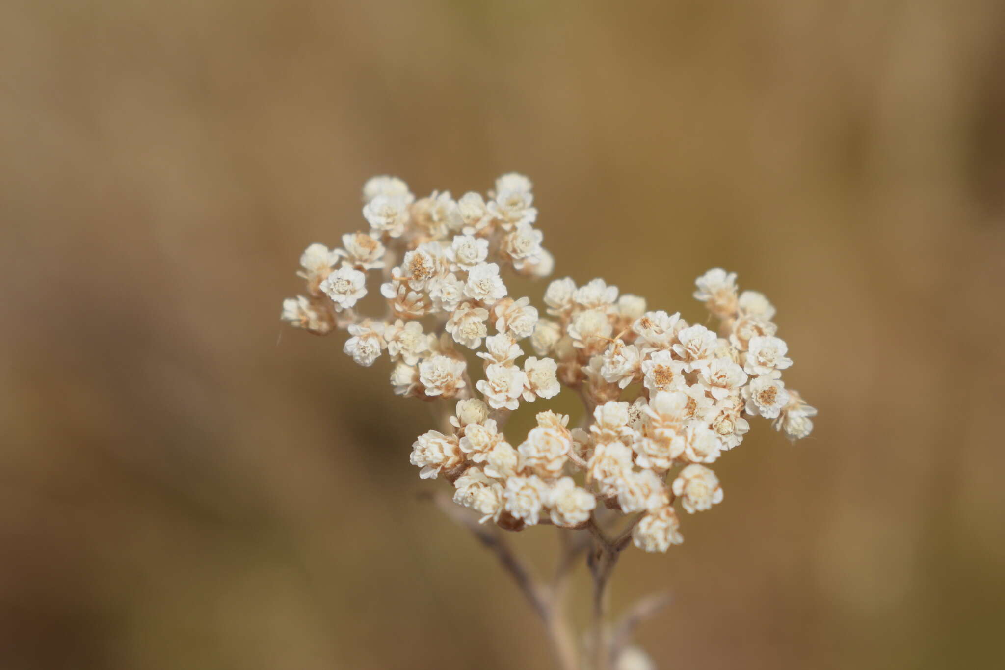 Sivun Helichrysum indicum (L.) Grierson kuva