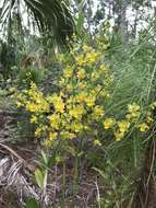 Image of terrestrial cowhorn orchid