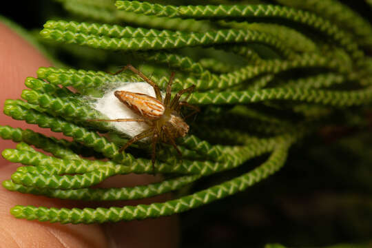 Image of Oxyopes sertatus L. Koch 1878