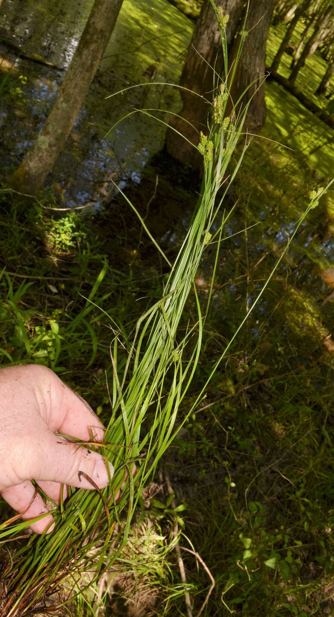 Carex caroliniana Schwein. resmi