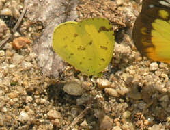 Image of Eurema simulatrix (Staudinger 1891)