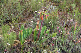 Image of Cyrtanthus obliquus (L. fil.) Aiton