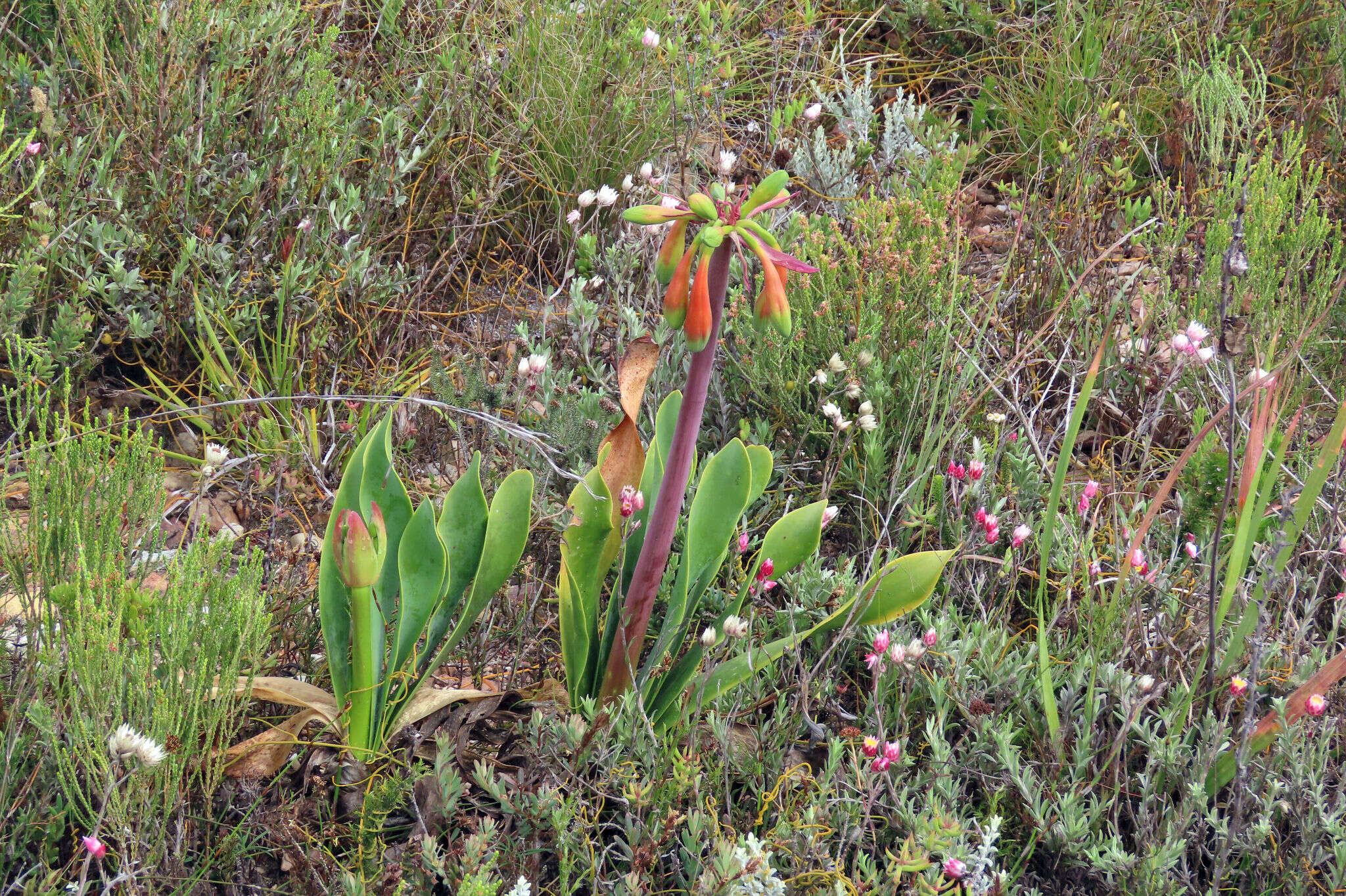 Image of Cyrtanthus obliquus (L. fil.) Aiton