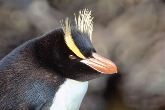 Image of erect-crested penguin