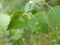 Image of Stigmella continuella (Stainton 1856) Fletcher et al. 1945