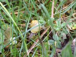 Image of White-lipped banded snail