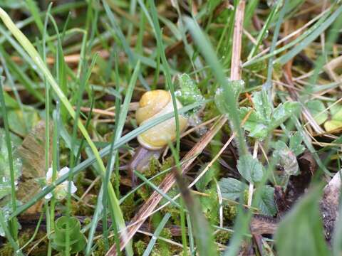 Image of White-lipped banded snail