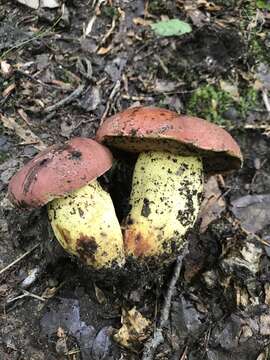 Image of Boletus subluridellus A. H. Sm. & Thiers 1971