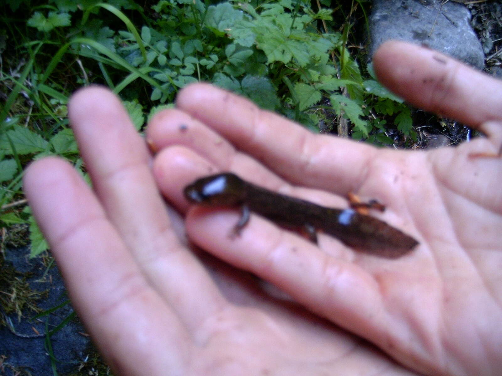 Image of Cope's Giant Salamander