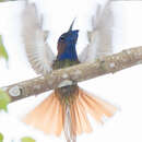 Image of Purple-bearded bee-eater