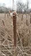 Слика од Typha angustifolia L.