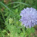 Image of Peronospora violacea