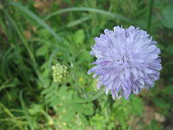 Image de Peronospora violacea