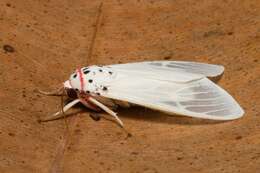 Imagem de Amerila rubripes Walker 1864