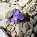 صورة Viola magellensis Porta & Rigo ex Strobl