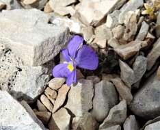Image of Viola magellensis Porta & Rigo ex Strobl
