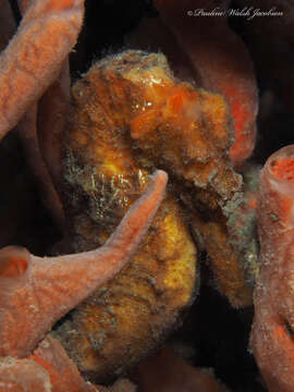 Image of Long-snout Seahorse