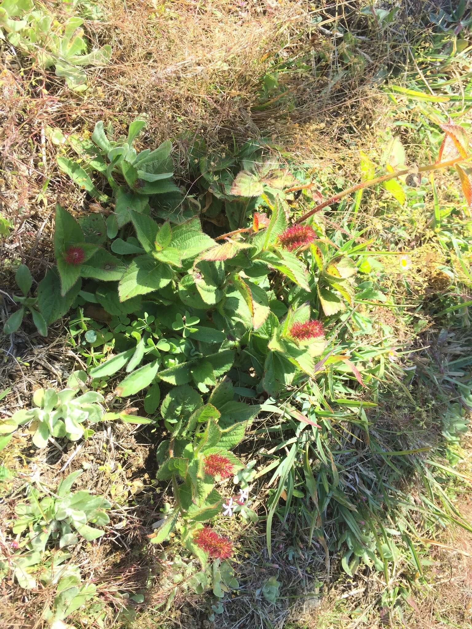 Image de Acalypha phleoides Cav.