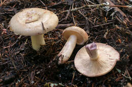 Image de Lactarius pallescens Hesler & A. H. Sm. 1979