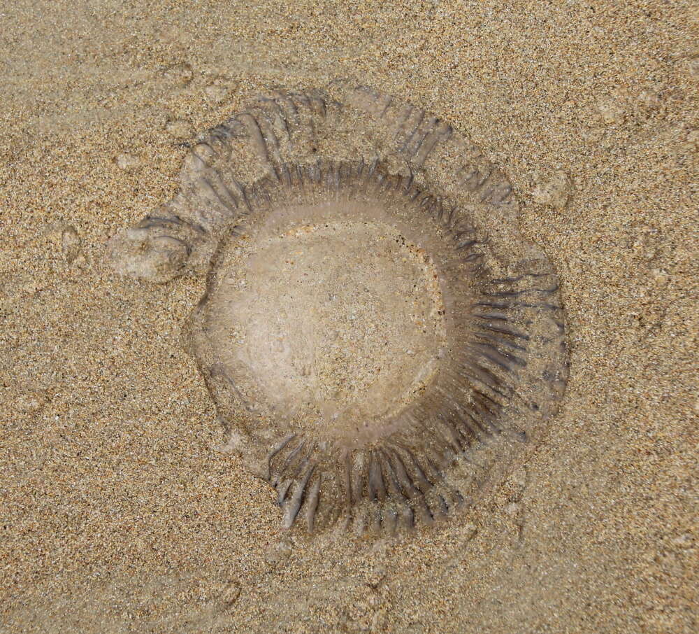 Image of crystal jelly