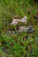 Image of Goniolimon speciosum (L.) Boiss.