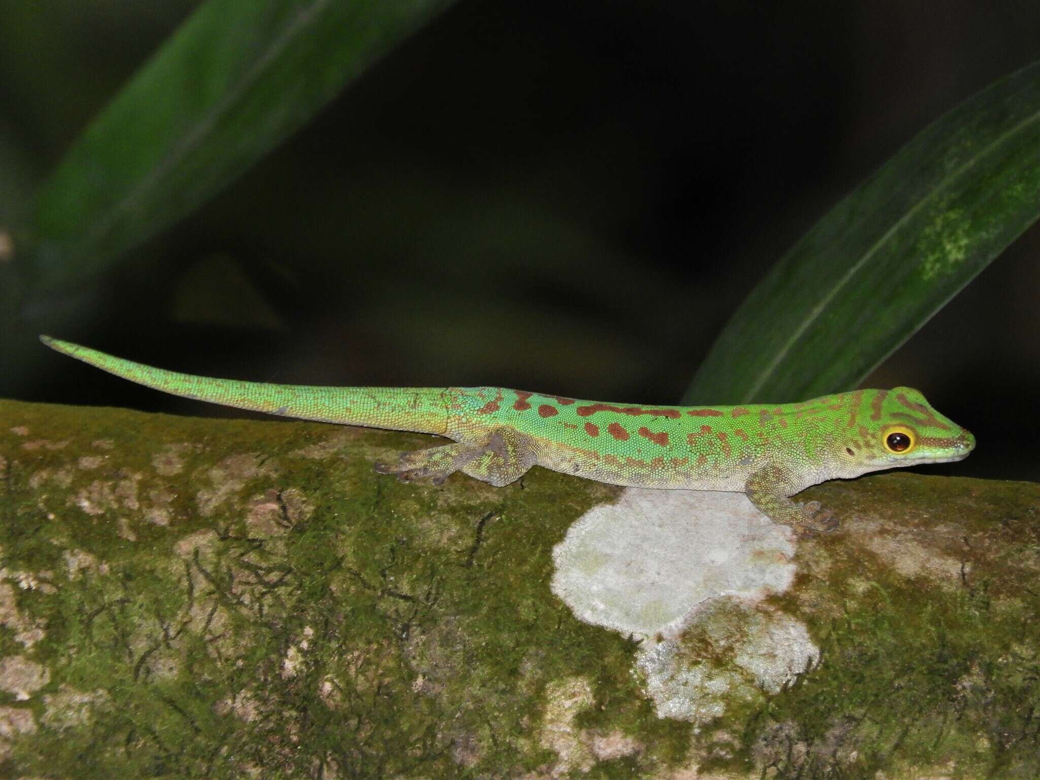 Слика од Phelsuma sundbergi longinsulae Rendahl 1939