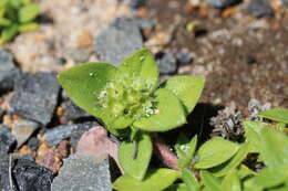 Image of South American Mexican clover