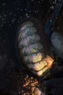 Image of conspicuous chiton