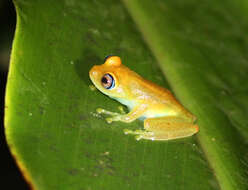 Image of Green Bright-eyed Frog