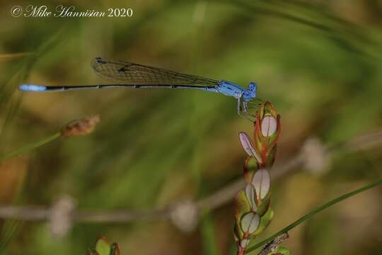 Image of Attentuated Bluet