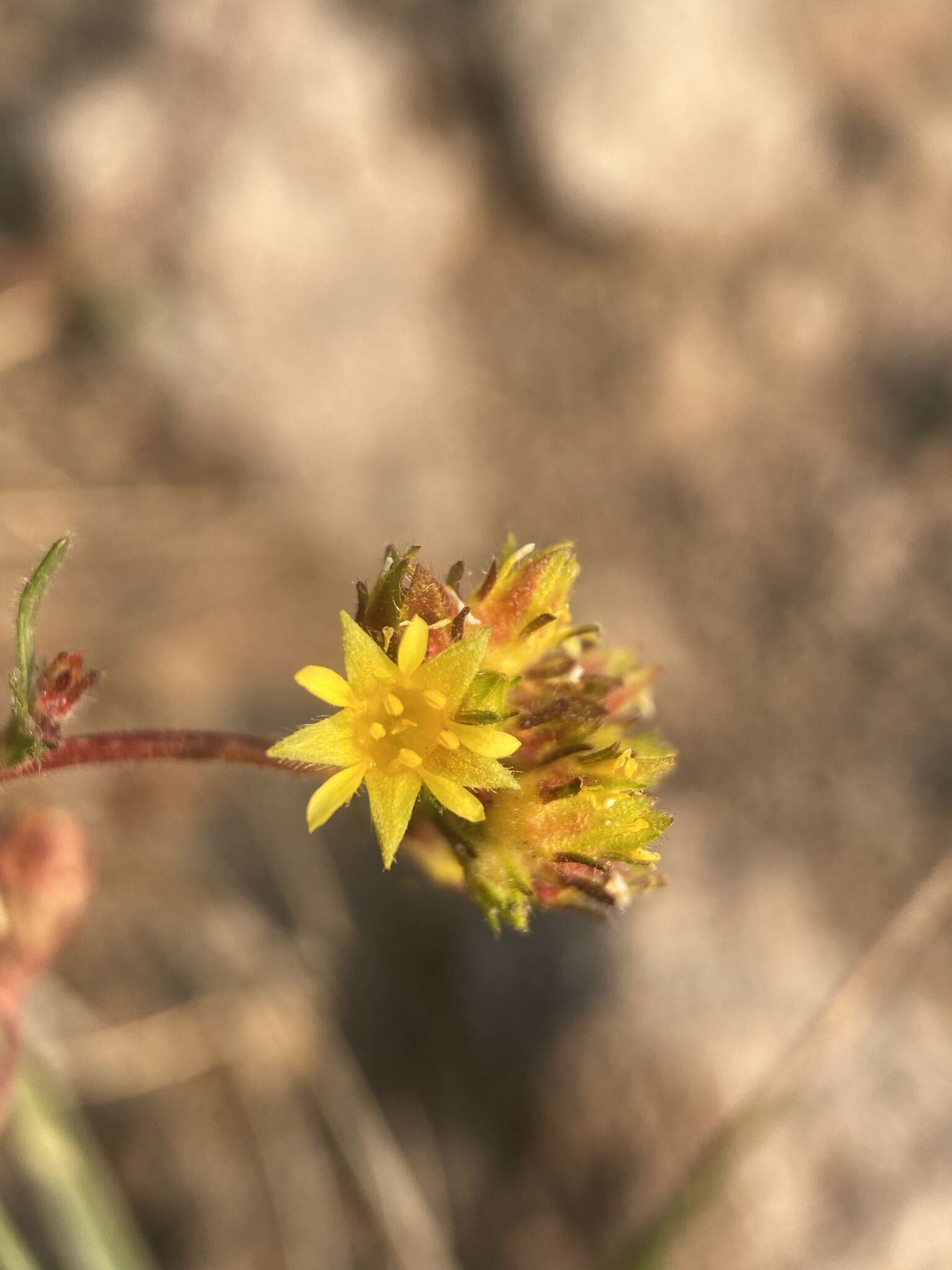 Image de Ivesia gordonii var. ursinorum (Jeps.) Ertter & Reveal