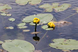 Image de Nuphar variegata Engelm. ex Dur.