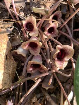 Image de Hexastylis heterophylla (Ashe) Small