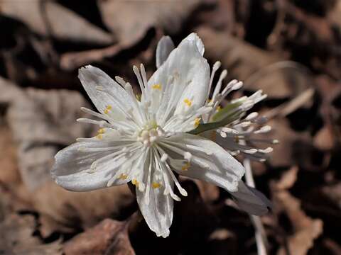 Image of Eranthis sibirica DC.