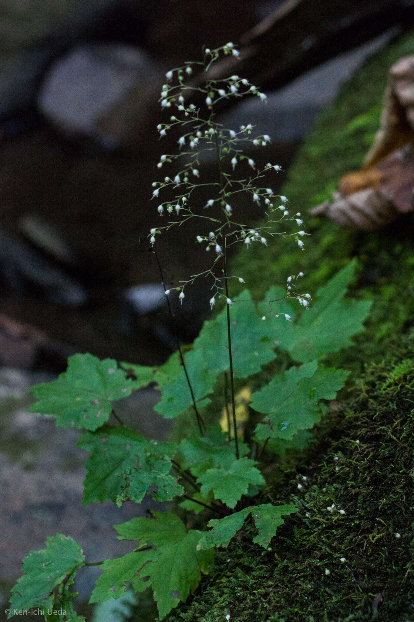 Image of hairy alumroot